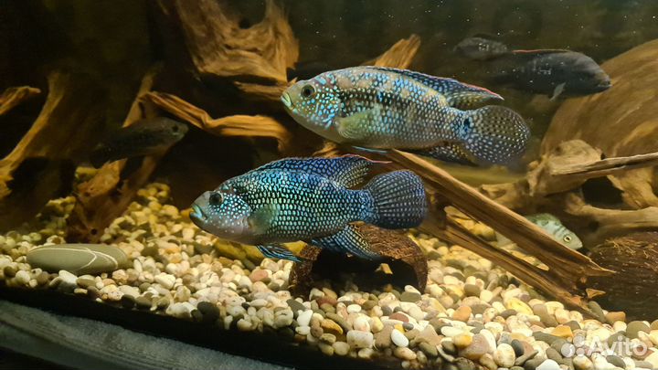 Цихлиды, сомы