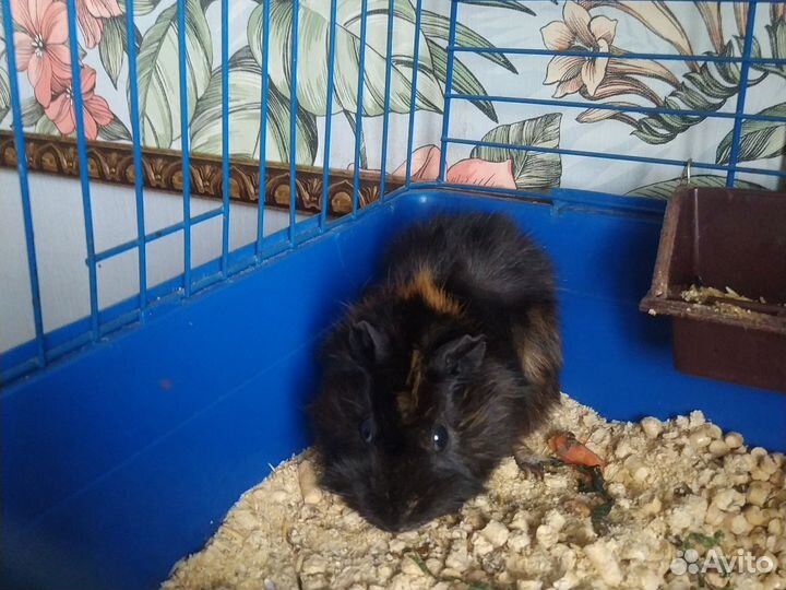 Отдам в добрые руки