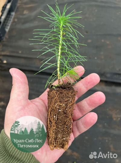 Зкс и окс Сосна Ель Лиственница сеянцы Голуб горн