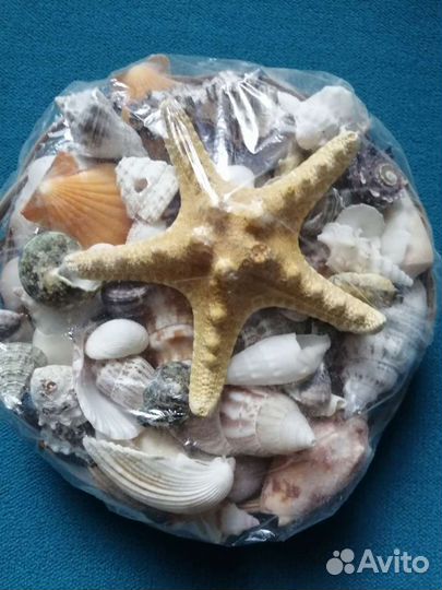 Морские ракушки