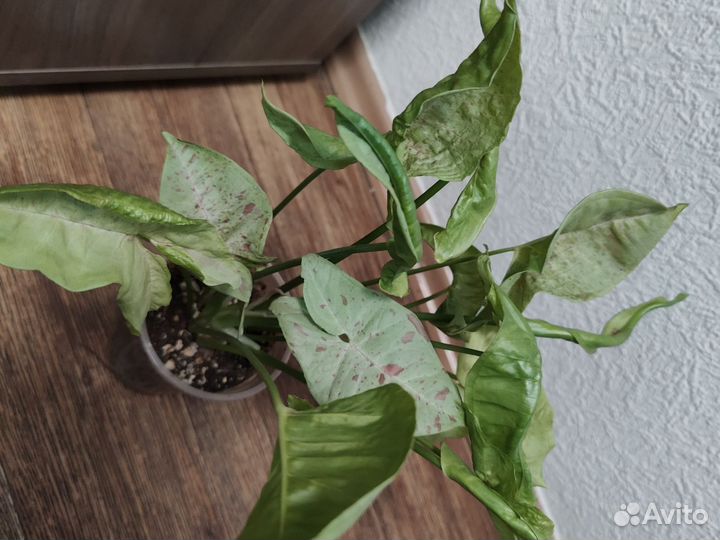 Сингониум конфетти милк