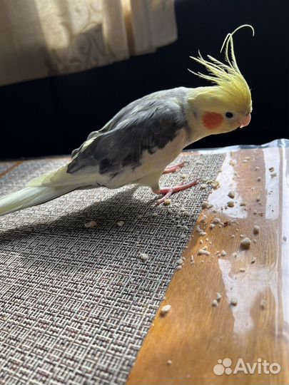 Попугай с клеткой карелла
