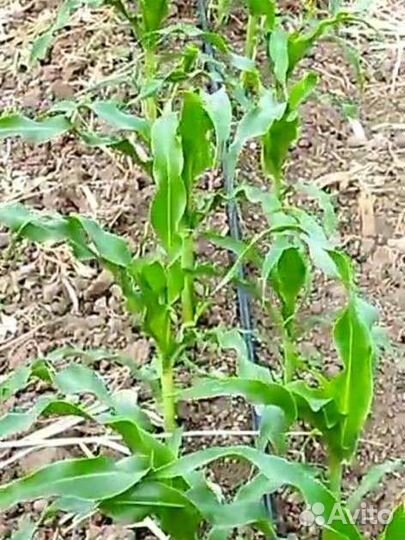 Семена кукурузы сладкой