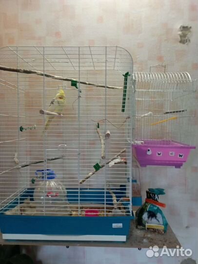 Попугай корелла с двумя клетками. 3 года