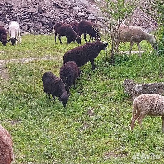 Овцы бараны ягнята