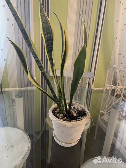 Сансевиерия