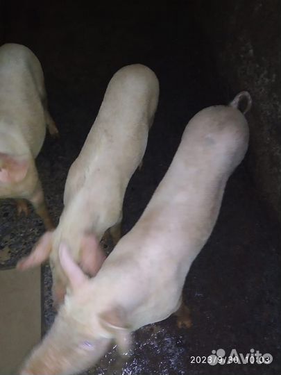 Поросенок ландрас