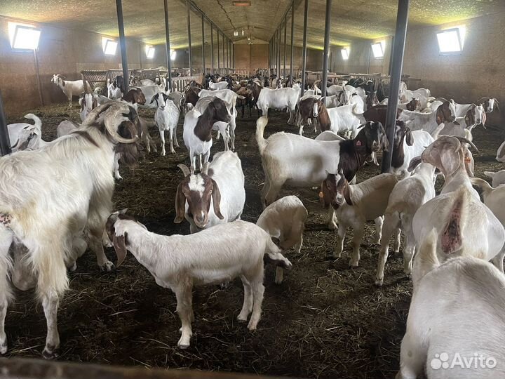 Продается стадо Бурских коз от