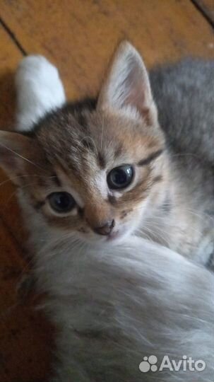 Котята в добрые руки бесплатно