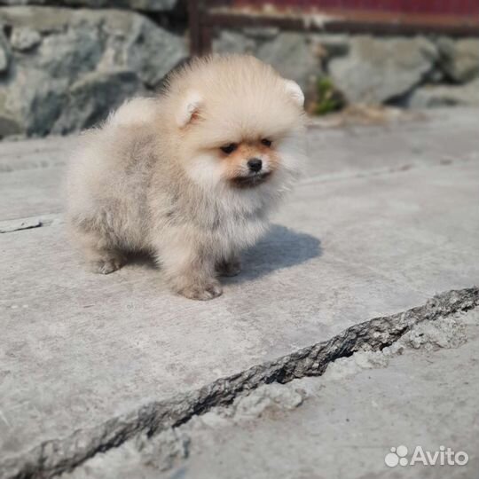 Шпице-Мишки