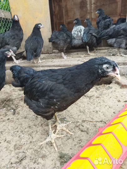 Куры и петухи Кохинхин, Глюнлегер