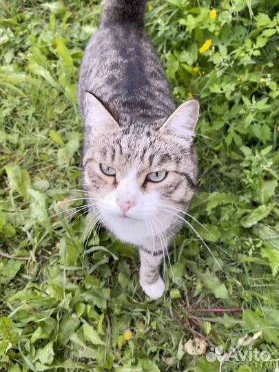 Котик Семен