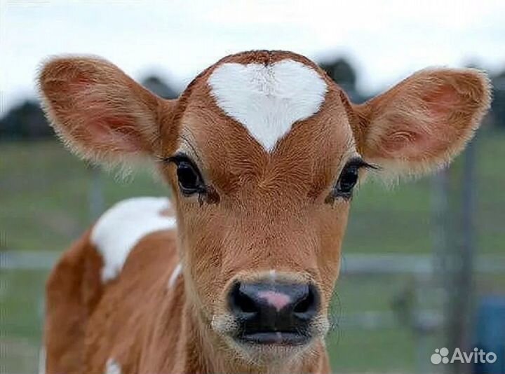 Телята (бычки)