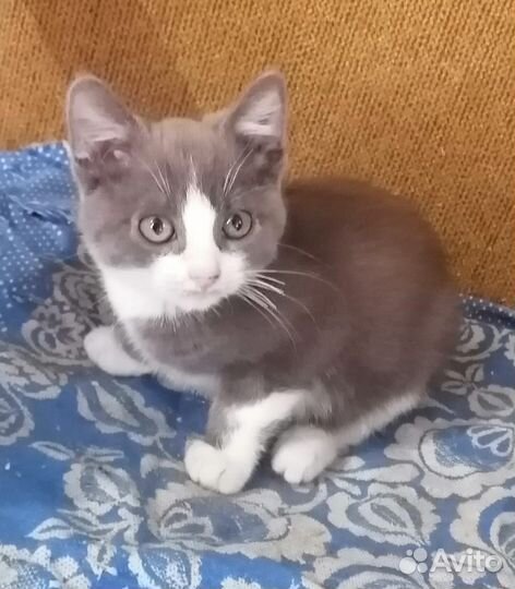 Котята (мальчики) в добрые руки
