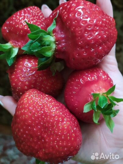 Рассада земляники садовой