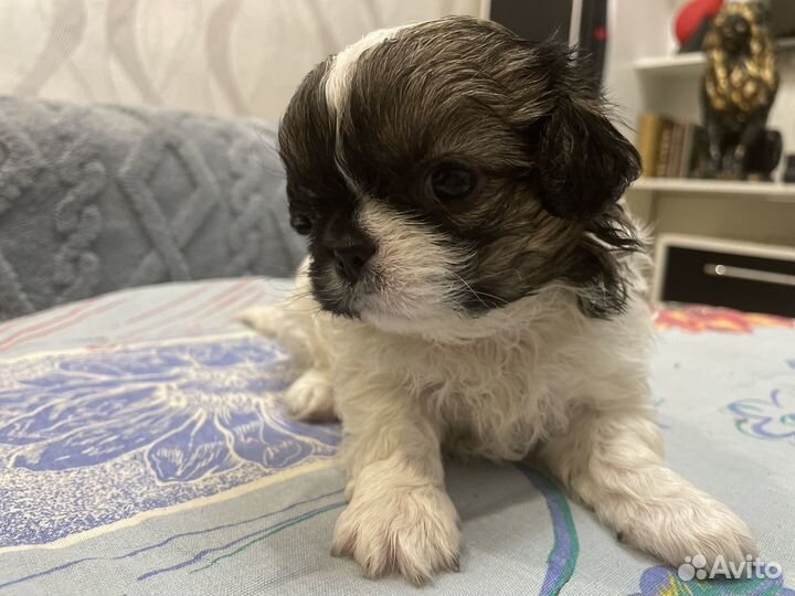 Щенки пекинеса