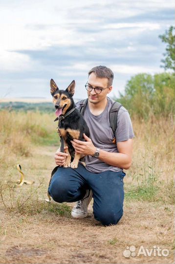 Небольшая собака из приюта в добрые руки бесплатно