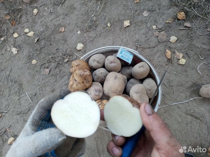 Картофель Синеглазка