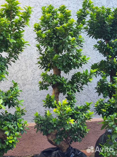 Фикус бонсай