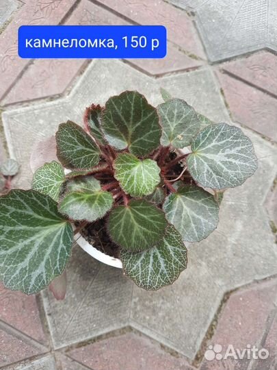 Камнеломка