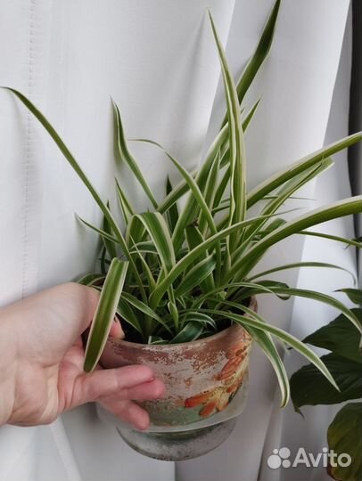 Хлорофитум