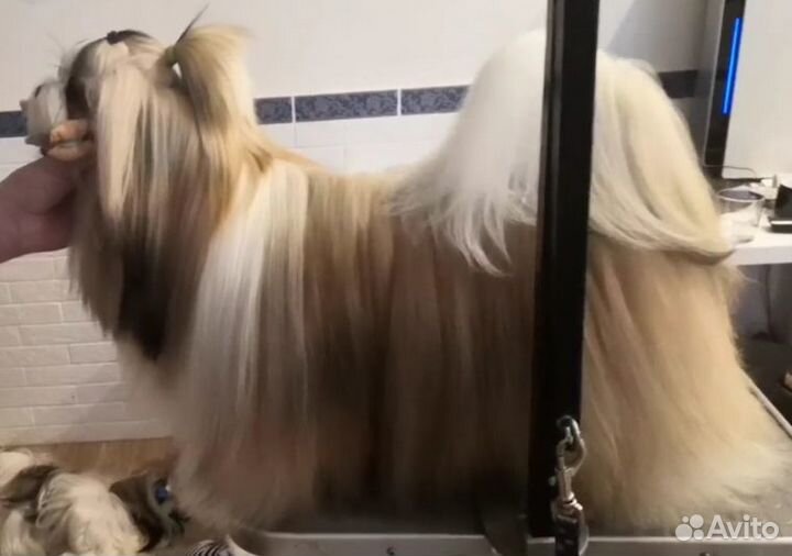 Ши-тцу мини