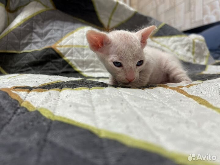 Донской сфинкс котята