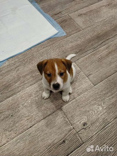 Щенки джек рассел терьер