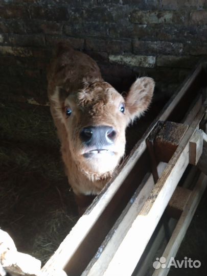 Телочка 1 мес