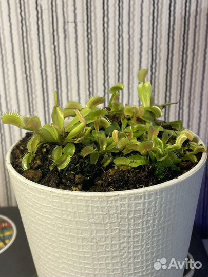 Венерина мухоловка