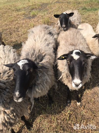 Овцематки, ягнята. Кросс суффолк