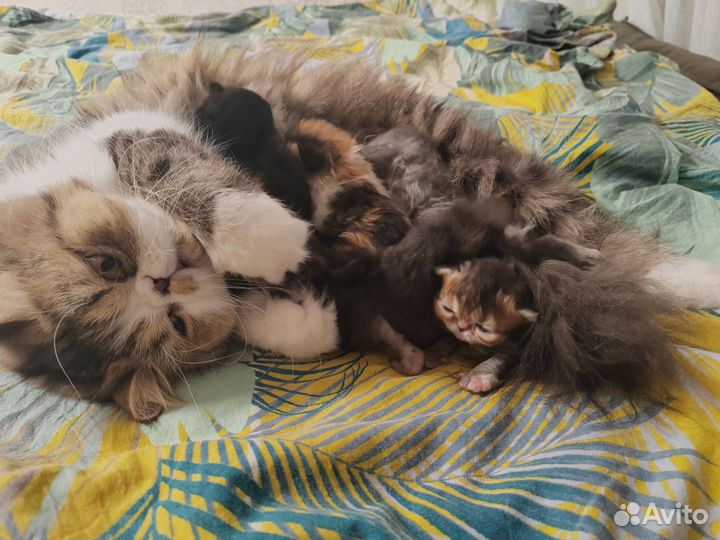 Персидская