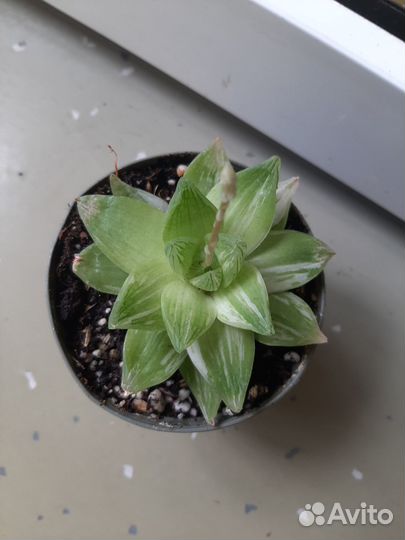 Хавортия cymbiformis forma 'variegata'