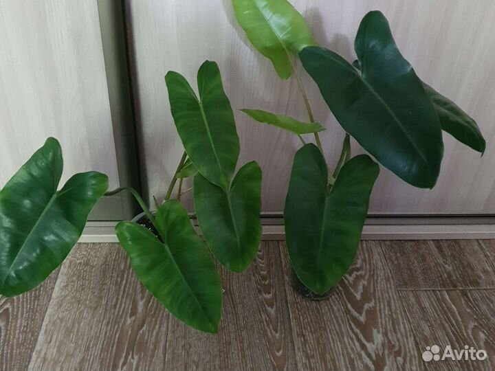 Филодендрон бурле маркс