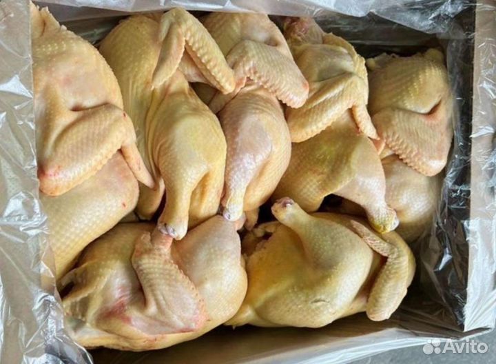 Куры домашние