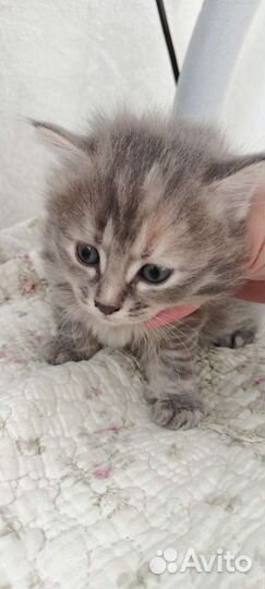Сибирский котенок
