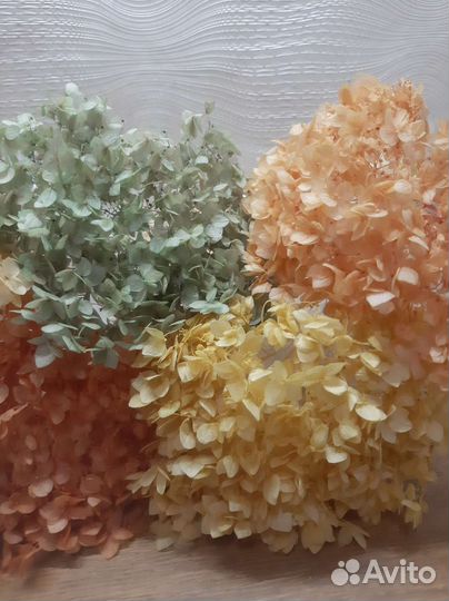 Стабилизированная гортензия