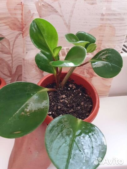 Пеперомия туполистная