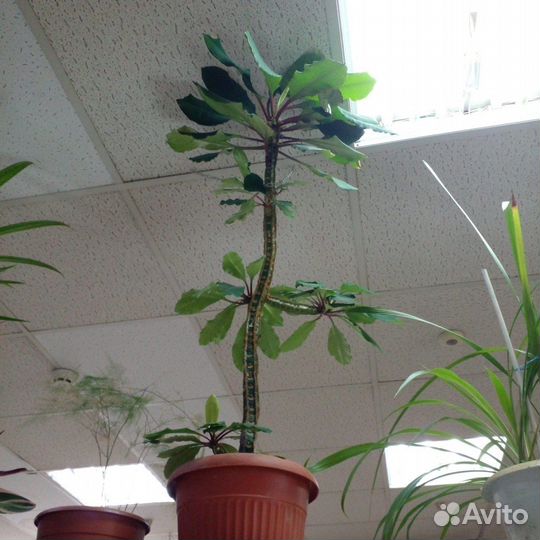 Продам молочай