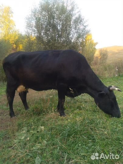 Корова +корова+овцематки,ярки,барашки