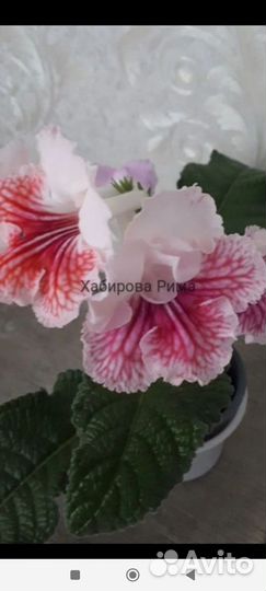 Стрептокарпусы