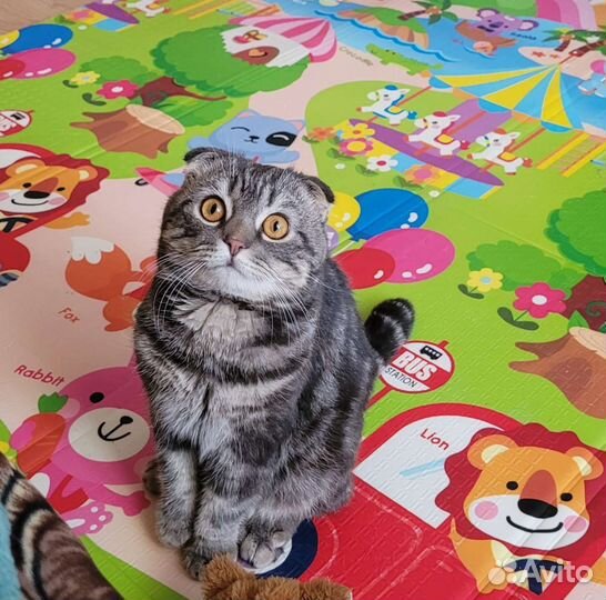 Шотландский вислоухий