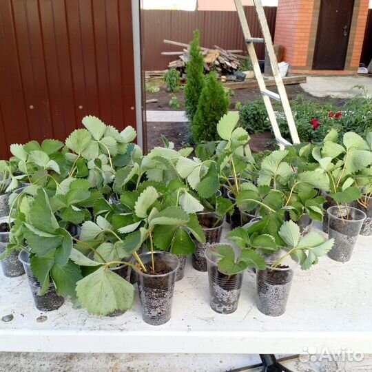 Виктория (сорт азия )