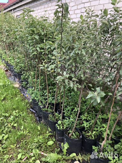 Саженцы плодовых деревьев и ягодных кустарников