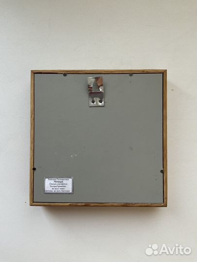 Бабочка в рамке Danais plexippus