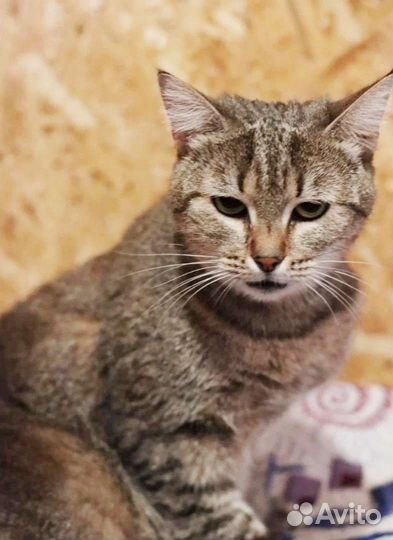 Ласкуша Милаша