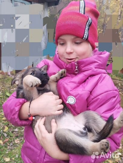 Щенок в добрые руки бесплатно