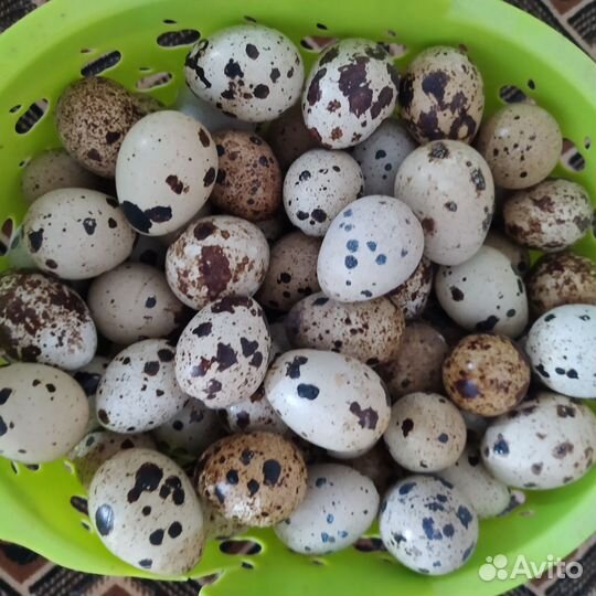 Домашние куриные, перепелиные яйца