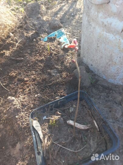 Лещина краснолистная (орешник)