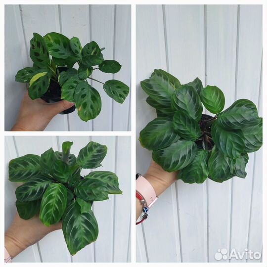 Маранты разные